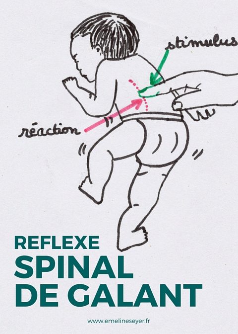 Réflexe spinal de galant